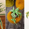 7 Crochet Spider Plant Free Patterns