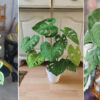7 Monstera Plants Free Crochet Patterns